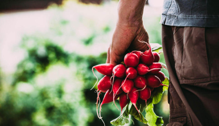 Agricultura sostenible sistema que busca el equilibrio